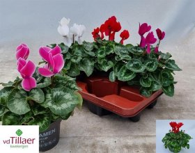 Vienmetė gėlė, ciklamenas, vazonėlio skersmuo 13 cm.