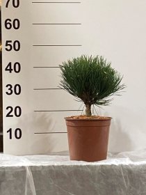 Spygliuotis, pušis "Black Prince", vazonėlio skersmuo 23 cm.