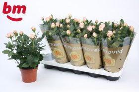 Daugiametė gėlė, roželė, vazonėlio skersmuo 12 cm.