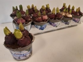 Kambarinis augalas, hiacintas (Hyacinthus), vazonėlio skersmuo 12 cm.