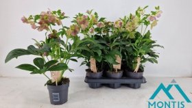 Daugiametė gėlė, eleboras "Orentalis Roze", vazonėlio skersmuo 12 cm.