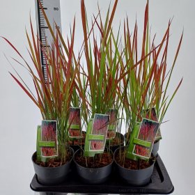 Žolinis augalas, imperata "Red Baron", vazonėlio skersmuo 17 cm.