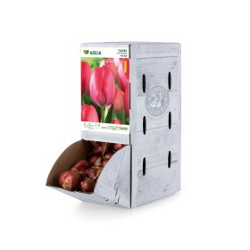 Darvino hibridinės tulpės Van Eijk svogūnėlis ASEJA, 1 vnt., 11/12, Rackbox, 64040611, (R)