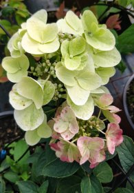 Dekoratyvinis krūmas, hortenzija šluotelinė, SODO GAMA "Mega Mindy", vazono talpa 2 l.