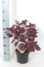 Dekoratyvinis krūmas, pūkenis europinis "Royal Purple", vazonas 3 l.
