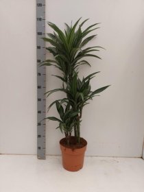 Kambarinis augalas, dracena "De Ulises", vazonėlio skersmuo 21 cm.