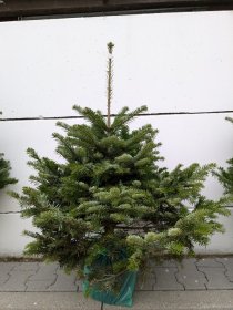 Kaukazinis kėnis (Abies nordmanniana) vazone, aukštis 60 - 80 cm.