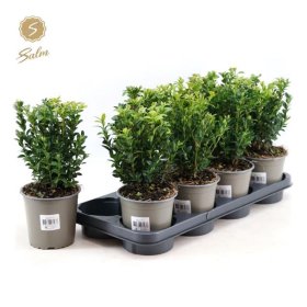 Dekoratyvinis krūmas, buksmedis "Semper", vazonėlio skersmuo 13 cm.