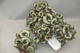 Kambarinis augalas, begonija (lapinė), vazonėlio skersmuo 13 cm.