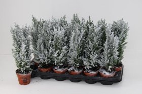 Kambarinis augalas, puskiparisis, su dirbtiniu sniegu, vazonėlio skersmuo 9 cm.