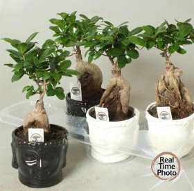 Kambarinis augalas, fikusas "Bonsai", keraminiame vazonėlyje, vazonėlio skersmuo 15 cm.