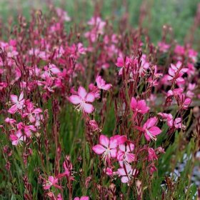 Vienmetė gėlė, gaura, vazonėlio skersmuo 11 cm.