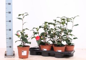 Kambarinis augalas, kamelija japoninė, vazonėlio skersmuo 15 cm.