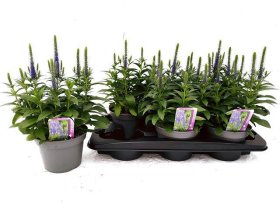 Daugiametė gėlė, veronika, vazono skersmuo 15 cm.