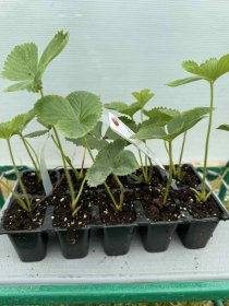 Braškės sodinukas "Neda", 10 vnt.