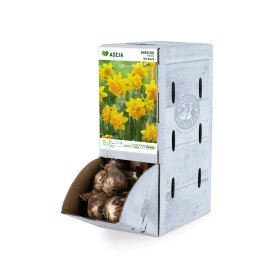 Botaninio narcizo Tete Boucle svogūnėlis ASEJA, 1 vnt., 12/+, Rackbox, 32924412, (R)