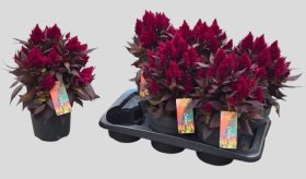 Kambarinis augalas, celiozija "Fire Scar", vazonėlio skersmuo 17 cm.