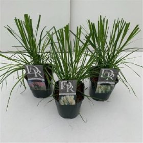 Žolinis augalas, kortaderija, vazono skersmuo 17 cm.