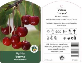 Vaismedis, vyšnia "Lucyna"