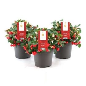 Šliaužiantis augalas, bruknuolė "Big Berry", vazonėlio skersmuo 12 cm.