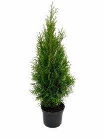 Spygliuotis, vakarinė tuja "Smaragd",  PREMIUM,  aukštis 60-70 cm., vazonas 3 l.