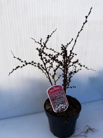 Dekoratyvinis krūmas, raugerškis tunbergo "Harlequin", vazonas 2 l.