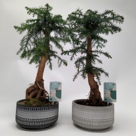 Kambarinis augalas, araukarija (bonsai), vazonėlio skersmuo 18 cm.