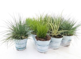 Žolinis augalas, įvairūs, vazonėlio skersmuo 11 cm.