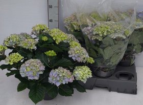 Dekoratyvinis krūmas, hortenzija didžialapė "Hi River", vazonėlio skersmuo 15 cm.