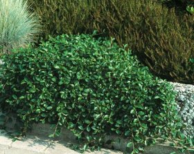 Dekoratyvinis krūmas, kaulenis "Damerio Major", vazono skersmuo 15 cm.