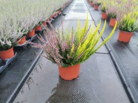 Vienmetė gėlė, viržis "Mix", vazonėlio skersmuo 15 cm.