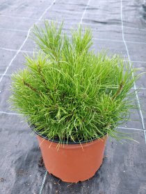 Spygliuotis, kalninė pušis "var. Mughus", vazonas 3 l.