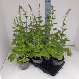 Daugiametė gėlė, pentinius "Mag Fountain", vazonėlio skersmuo 17 cm.