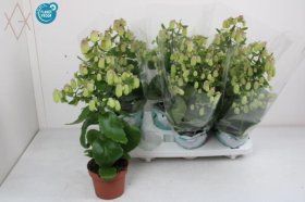 Kambarinis augalas, kalankė "Magic Bell", vazonėlio skersmuo 14 cm.