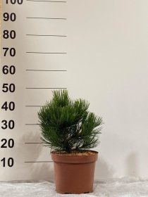 Spygliuotis, pušis "Mint Truffle", vazonėlio skersmuo 23 cm.