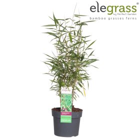 Žolinis augalas, skėtinis bambukaitis, vazonėlio skersmuo 19 cm.