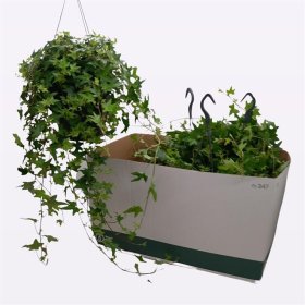 Vijoklinis augalas, gebenė "Jacobine", vazonėlio skersmuo 19 cm.