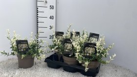 Dekoratyvinis krūmas, ožekšnis "Harlequi", vazonėlio skersmuo 15 cm.