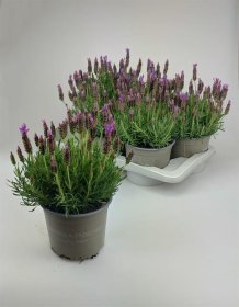 Daugiametė gėlė, levanda, vazono skersmuo 17 cm.