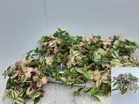 Kambarinis augalas, tradeskantė keraminiame vazonėlyje, vazonėlio skersmuo 12 cm.