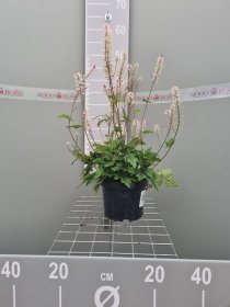 Daugiametė gėlė, tiarelė "Angel Wings", vazonas 2 l.