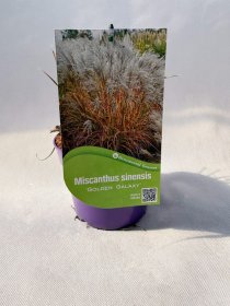 Žolinis augalas, miskantas kininis "Golden Galaxy", vazonas 2 l.