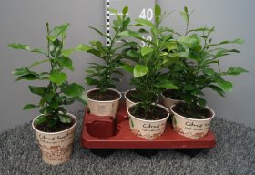 Kambarinis augalas, citrinmedis vėlyvasis, vazonėlio skersmuo 12 cm.