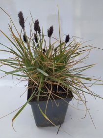 Žolinis augalas, mėlitas, vazonėlio skersmuo 11 cm.