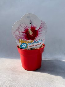 Daugiametė gėlė, kinrožė "Jolly Hear", vazonas 2 l.