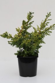 Spygliuotis, kadagys kininis "Goldfern", vazonėlio skersmuo 23 cm.