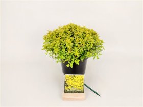 Dekoratyvinis krūmas, lanksva japoninė "Zen Spirit Gold", vazonas 3 l.