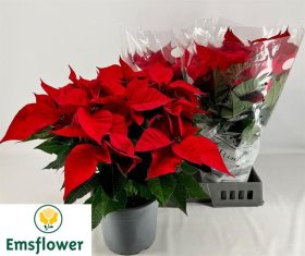 Kambarinis augalas, puansetija "Red", raudonos spalvos, vazonėlio skersmuo 22 cm.