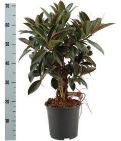 Kambarinis augalas, fikusas "Petite Melany", vazonėlio skersmuo 21 cm.