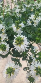 Vienmetė gėlė, skeptrenė, pakabinama, vazonėlio skersmuo 19 cm.